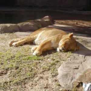 Meet your Posher, Caprice